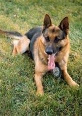 K-9 Cako